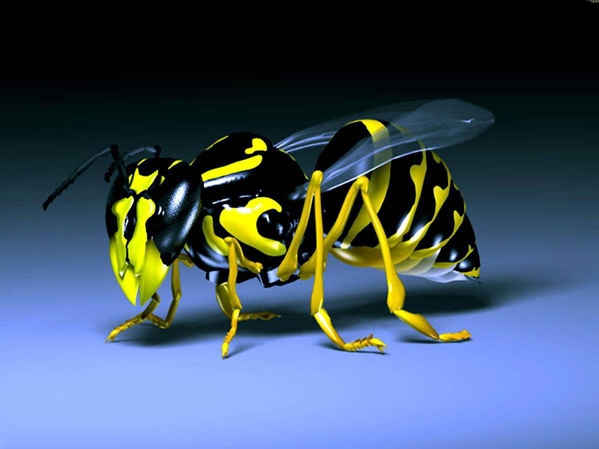 http://www.dotcrush.com/wp-content/uploads/2011/04/3d_Bumble_Bee.jpg